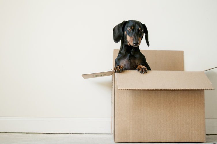 Daschund crawling out of a moving box