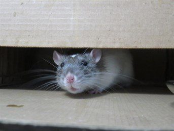 A Grey And White Mouse